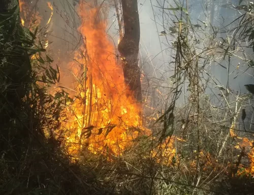 “Certamente alguém pôs fogo”, diz chefe do Parque da Serra dos Órgãos